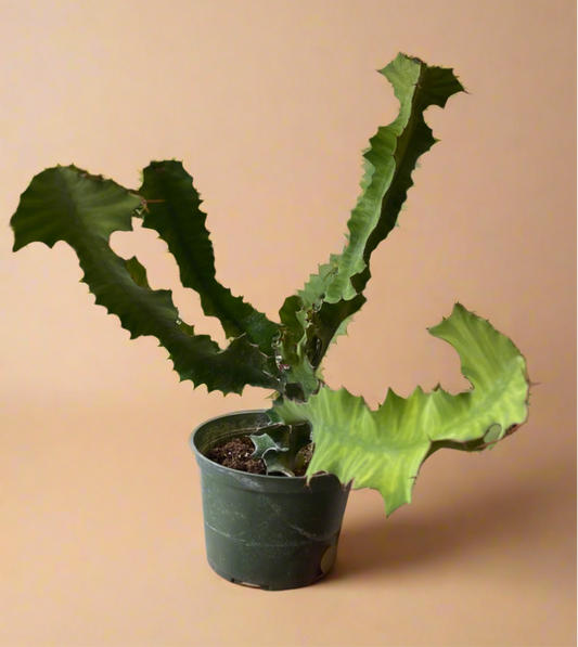 Euphorbia Grandicornis – Cow’s Horn Cactus