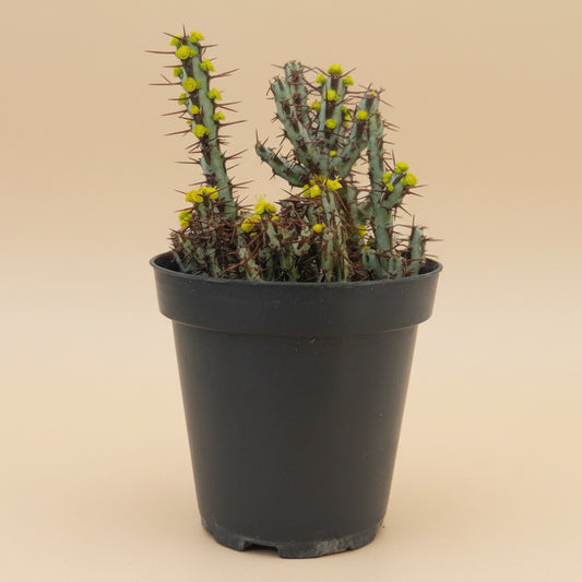 Miniature Saguaro | 3.5 inch | Euphorbia aeruginosa