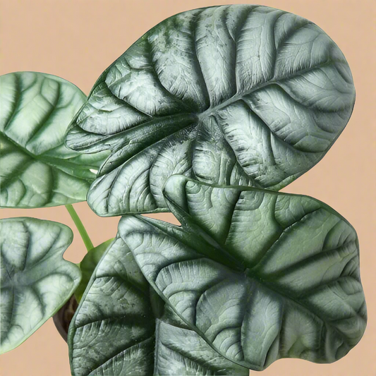 Alocasia Silver Dragon