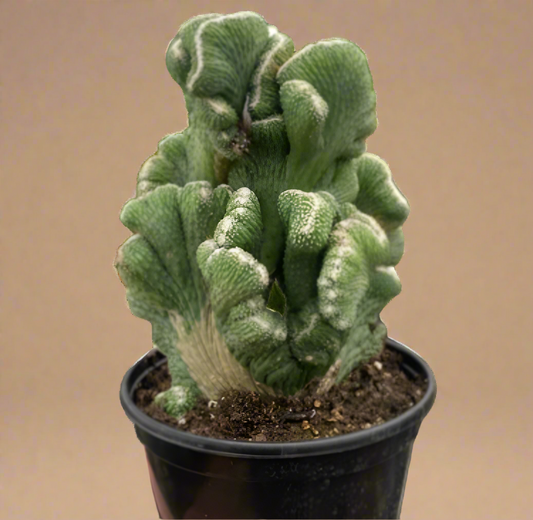 Rhipsalis Cereuscula - Cereus Coral Cactus