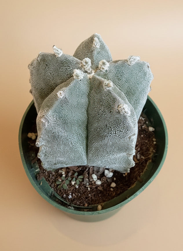 Astrophytum Myriostigma - Bishop's Cap - 4.5”
