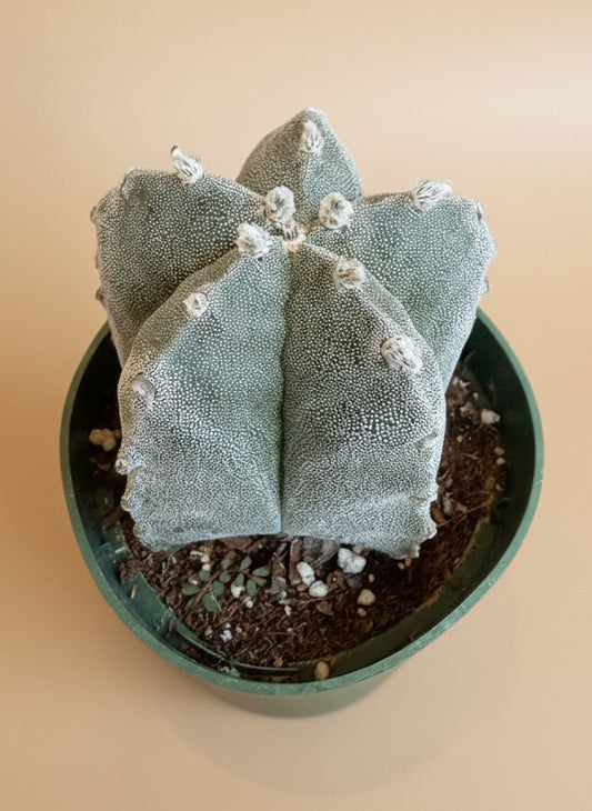 Astrophytum Myriostigma - Bishop's Cap - 4.5”