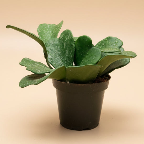 Hoya Kerrii 'Splash'-4.5” pot