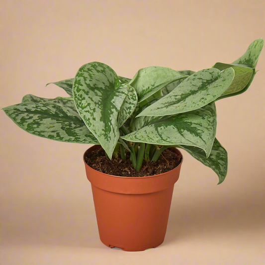 Pothos 'Silver Splash'