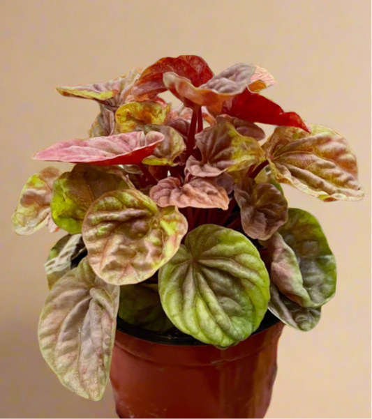 Peperomia 'Quito'