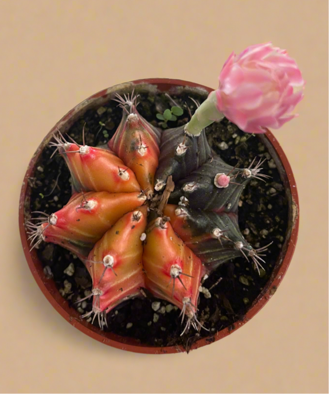 Gymnocalycium Mihanovichii Variegated Cactus