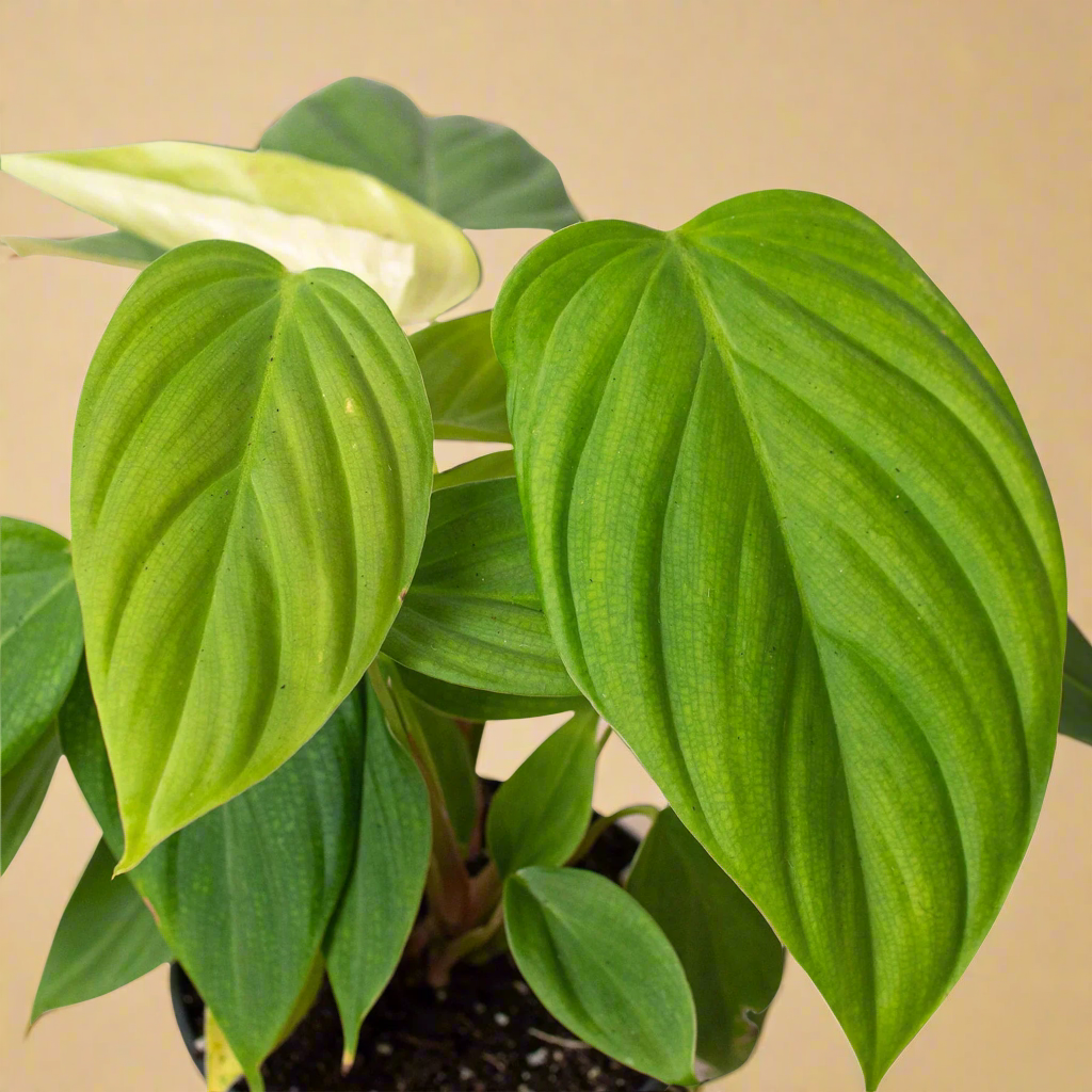 Philodendron 'Fuzzy Petiole'