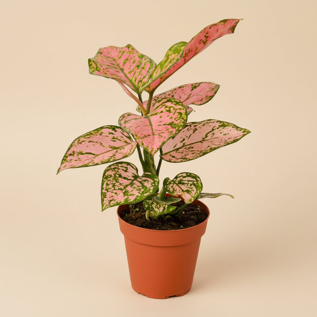 aglaonema melanie joe Aglaonema Lady Valentine 18-29°C