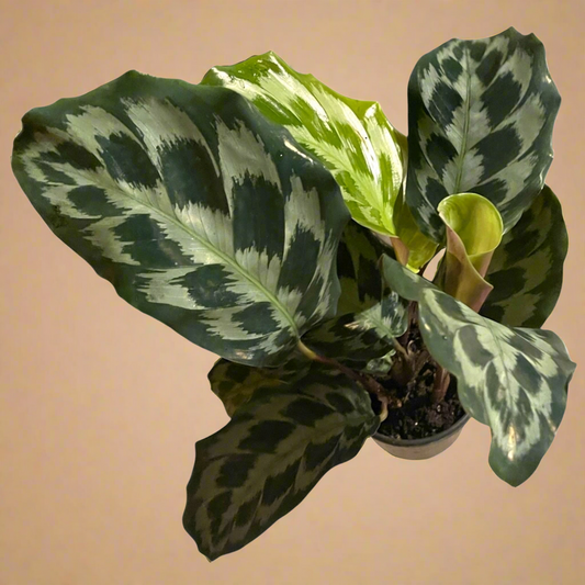 4” Calathea ‘Helen Kennedy’