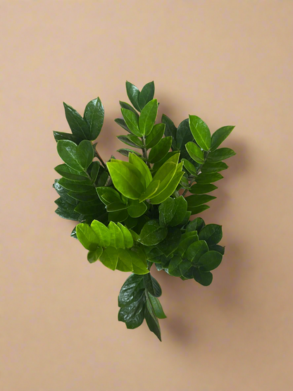 6” ZZ Plant - Zamioculcas Zamiifolia