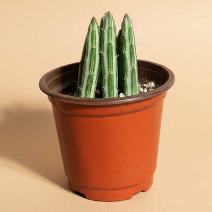 Senecio Stapeliiformis - Pickle Plant 4” pot