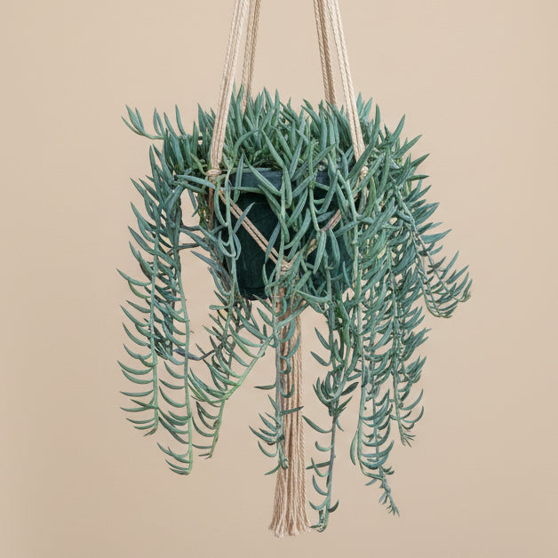 Senecio String of Bananas 6” hanging basket