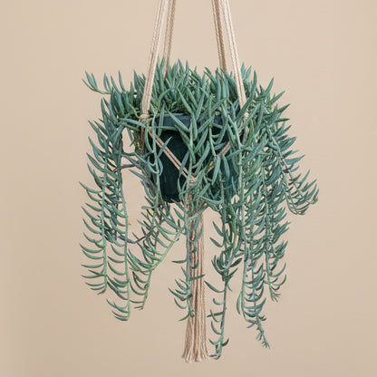 Senecio String of Bananas 6” hanging basket