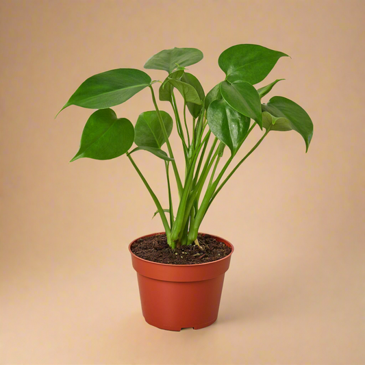 Monstera Deliciosa Split-Leaf