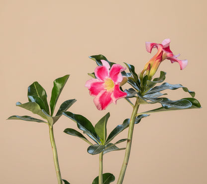 Exotic Color Desert Rose 8” pot