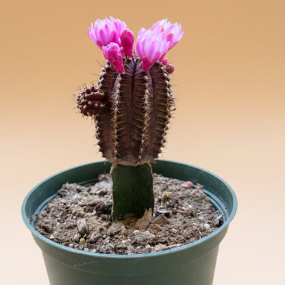 Grafted Purple Moon Cactus - Gymnocalycium mihanovichii Hibotan