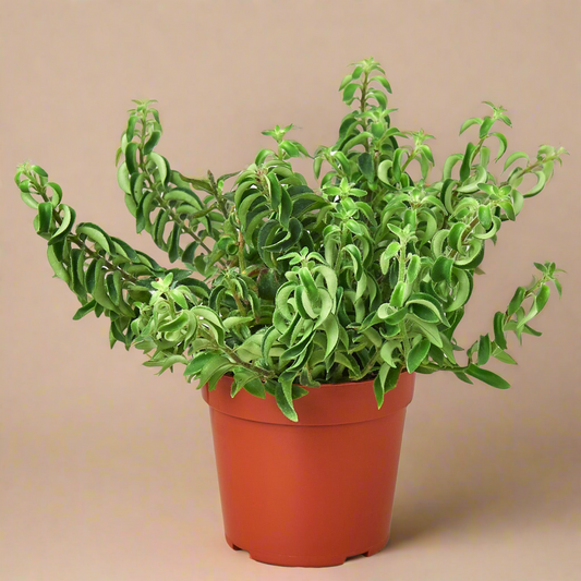 Curly Lipstick Plant