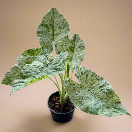 4” Alocasia ‘Blizzard’ – Odora Batik