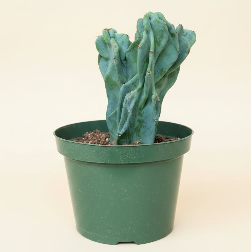 Monstrose Apple Cactus 'Cereus peruvianus monstrose' 8” pot