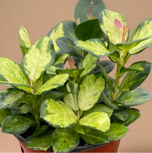Hoya 'Lisa'