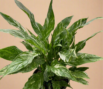 Variegated Spathiphyllum ‘Domino’ – Peace Lily