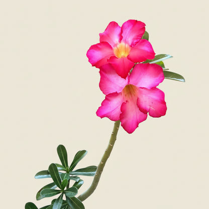 Desert Rose - Adenium Obesum
