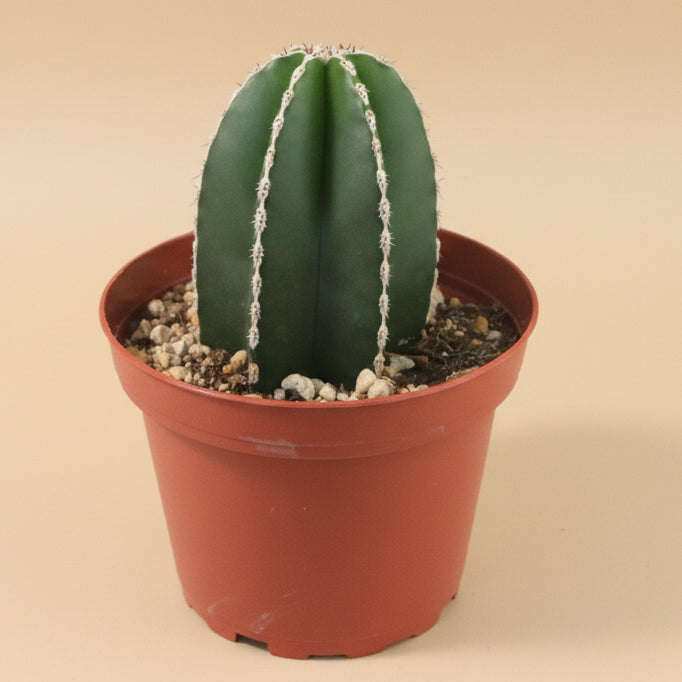 Mexican Fence Post Cactus- Pachycereus Marginatus 4”