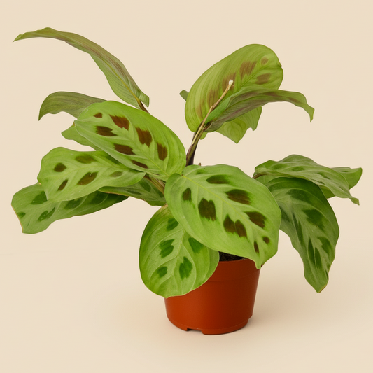 Maranta 'Leuconeura'