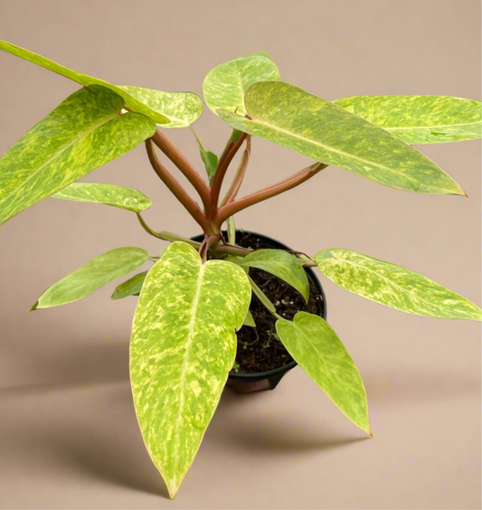 Philodendron 'Painted Lady'