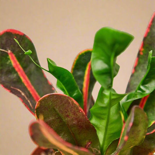Croton 'Mammy'