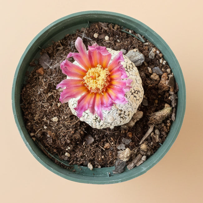 Astrophytum Asterias (Superkabuto) – Sand Dollar Cactus