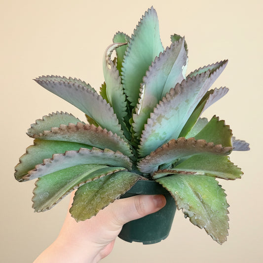 Kalanchoe Daigremontiana - Mother of Thousands 4.5” pot
