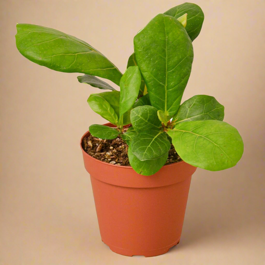 Ficus Lyrata 'Fiddle Leaf Fig'