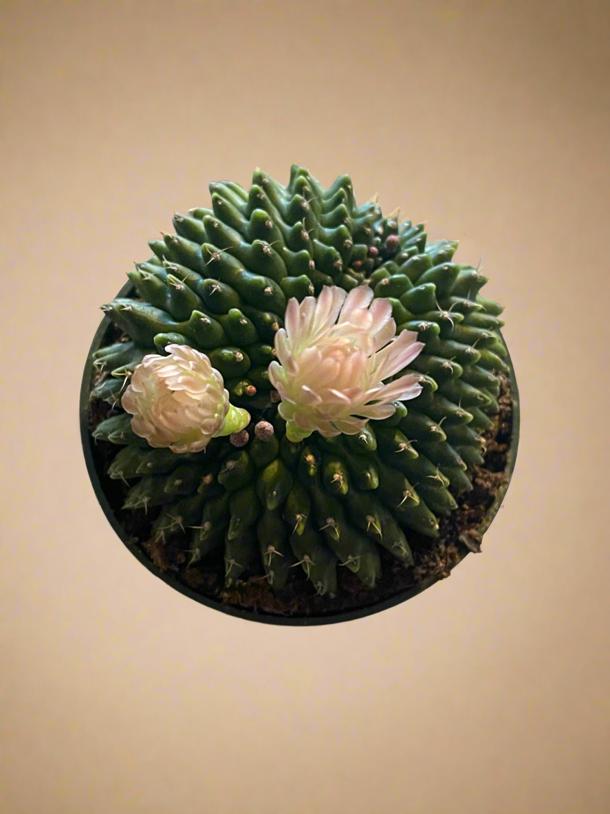 4.5” Gymnocalycium mihanovichii Inermis Cristata ‘Spineless’