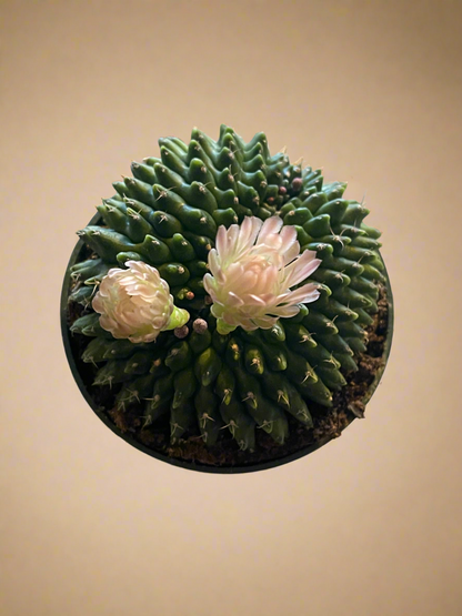 4.5” Gymnocalycium mihanovichii Inermis Cristata ‘Spineless’