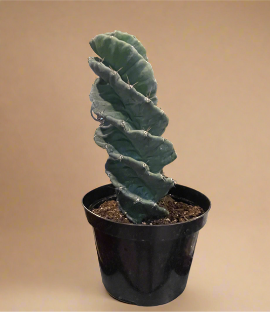 Cereus forbesii ‘Spiralis’ – Spiral Cactus Large 8” Pot