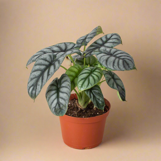 Alocasia Silver Dragon
