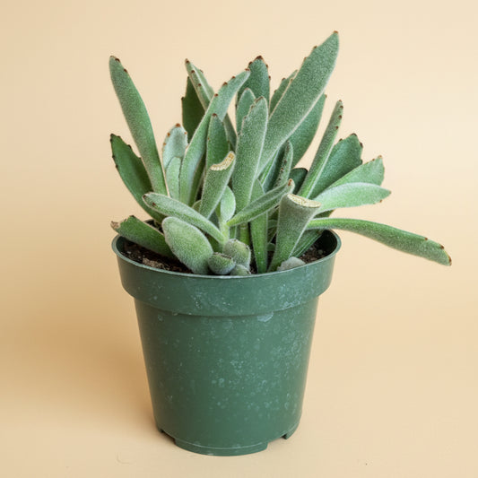 Kalanchoe Tomentosa - Panda Plant 4.5” pot