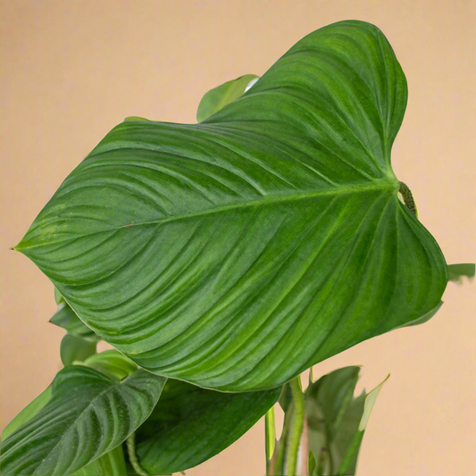 Philodendron 'Fuzzy Petiole'
