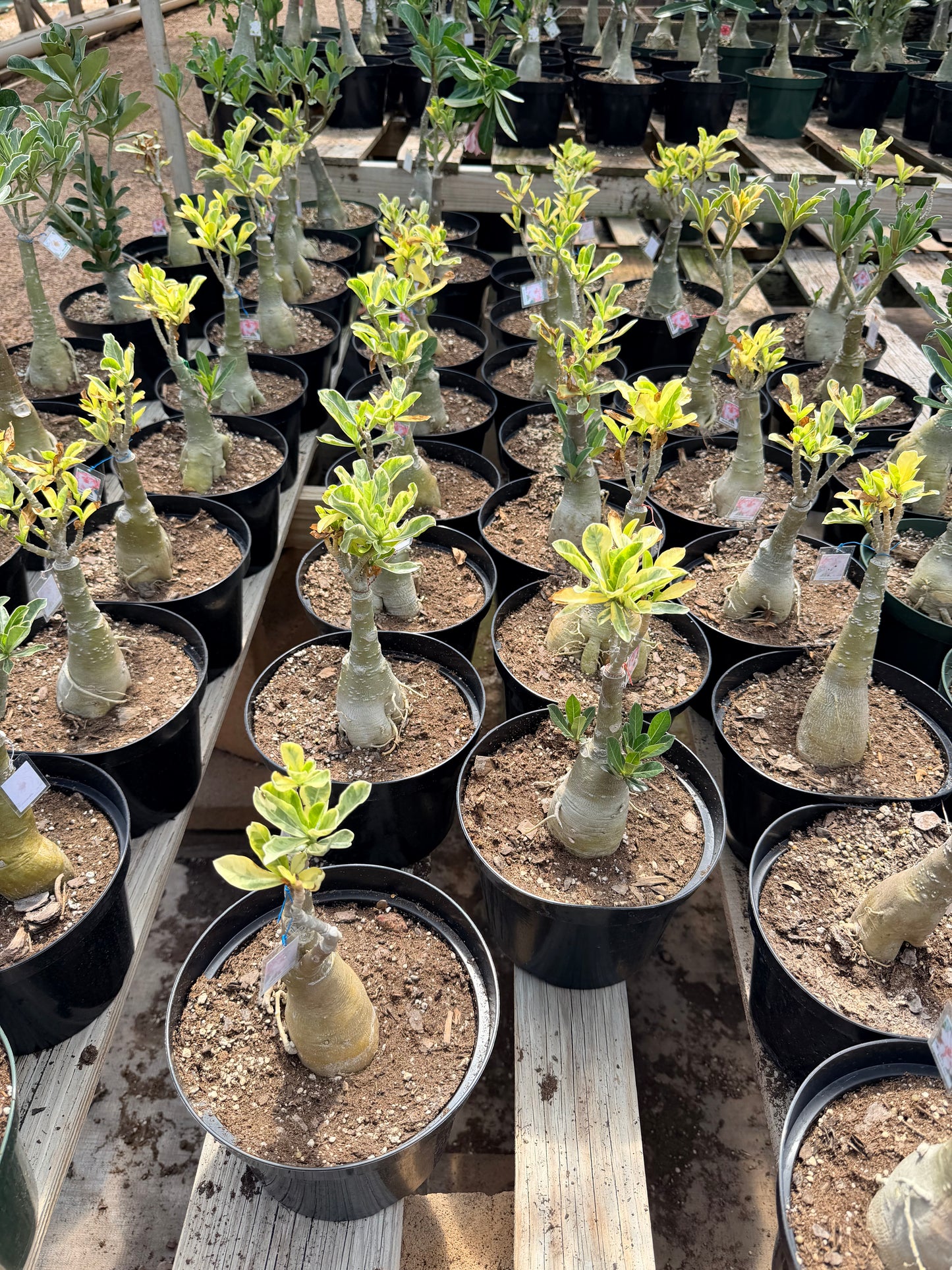 Variegated Grafted Desert Rose 8” pot