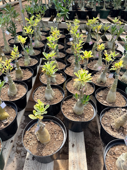 Variegated Grafted Desert Rose 8” pot