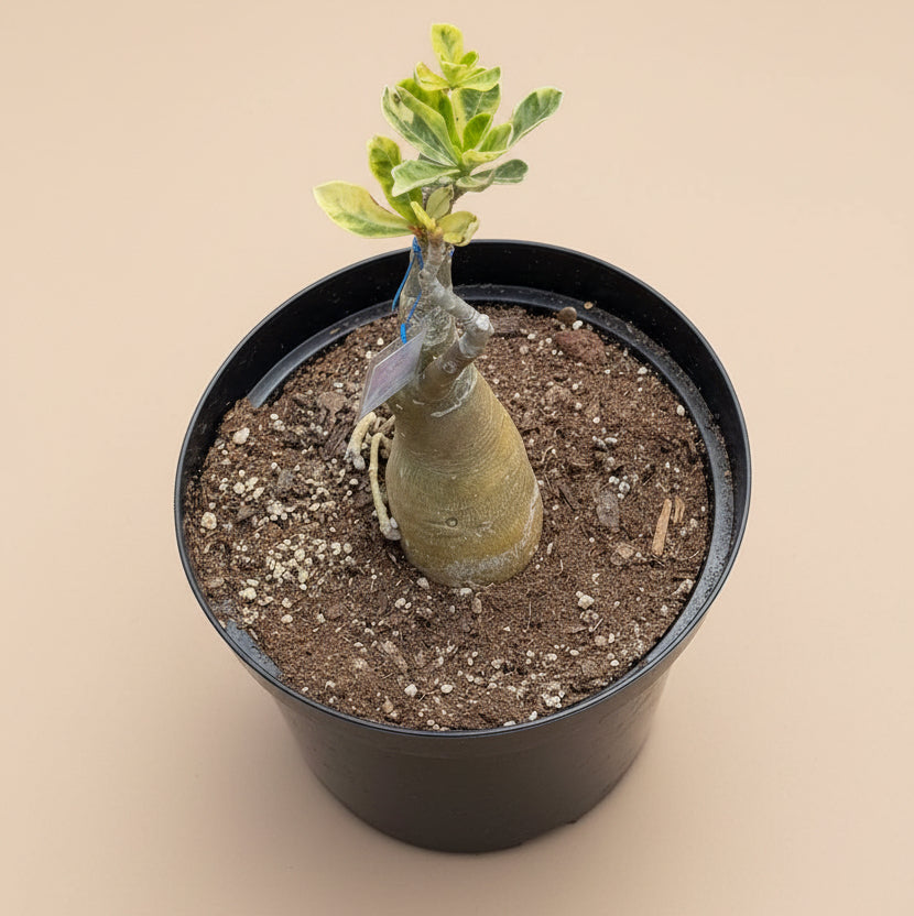 Variegated Grafted Desert Rose 8” pot