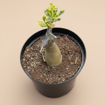 Variegated Grafted Desert Rose 8” pot