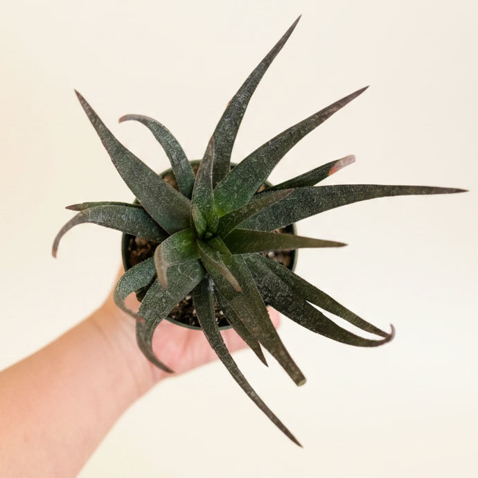 Gasteraloe Midnight - aloe fragilis 4.5” pot