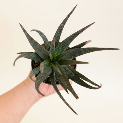 Gasteraloe Midnight - aloe fragilis 4.5” pot