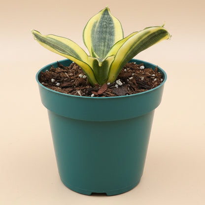 Birds Nest Snake Plant - Sansevieria ‘Favorite Green Hahnii’ 4.5” pot