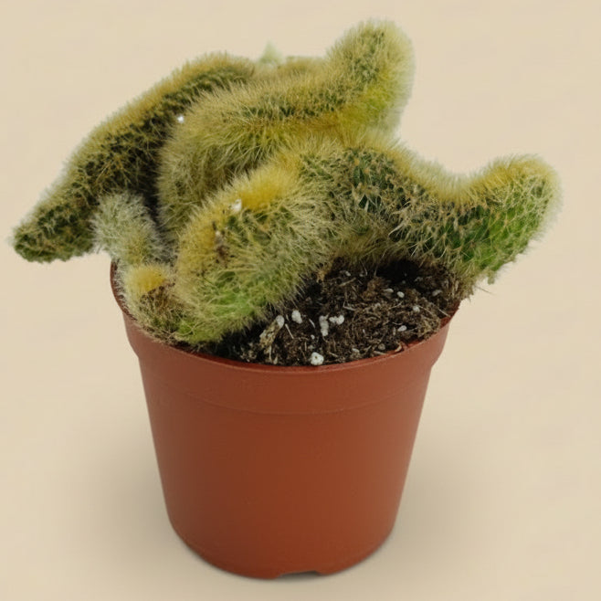 Crested Golden Rat Tail | 2.5 inch | Cleistocactus winteri cristata