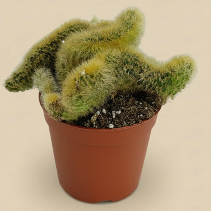 Crested Golden Rat Tail | 2.5 inch | Cleistocactus winteri cristata