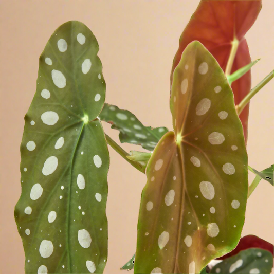 Begonia 'Maculata'