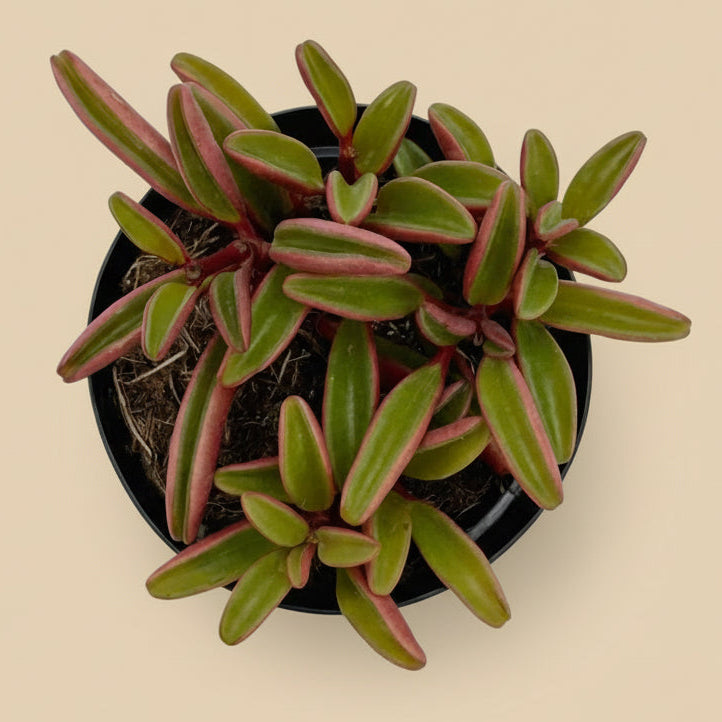 Ruby Glow- Peperomia Graveolens 3.5”